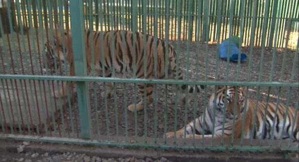 Табиғи қорықтағы тұран жолбарысымен толығады