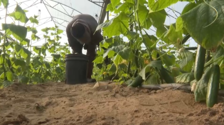 В секторе Газа вновь начали выращивать овощи