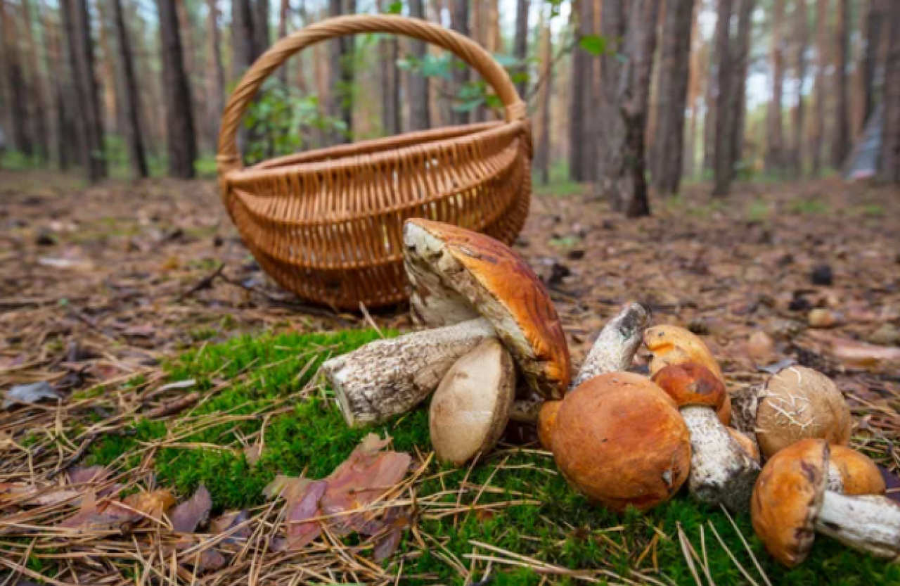 Пропавших грибников нашли в ВКО