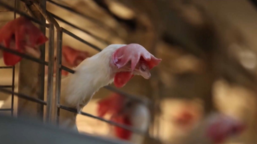 Колумбия Бразилиядан тауық етін сатып алуды тоқтатты