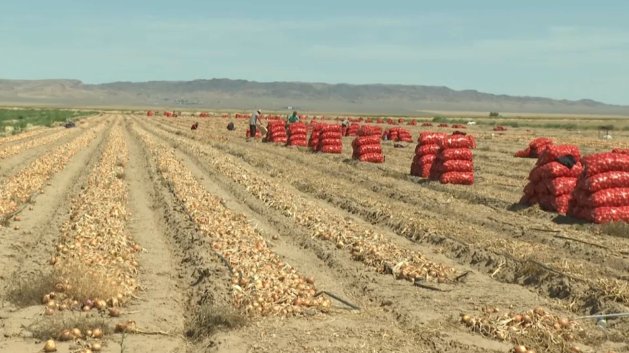 Урожай лука не могут продать фермеры Алматинской области