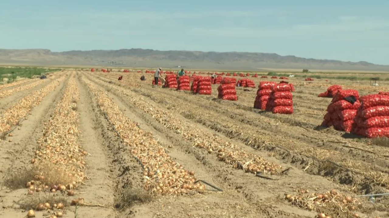 Урожай лука не могут продать фермеры Алматинской области