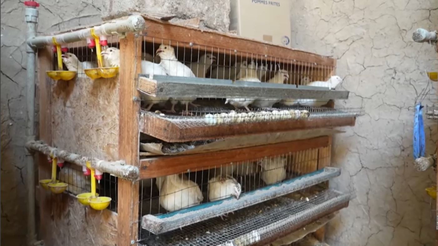 Бөдене өсіру – берекелі кәсіп