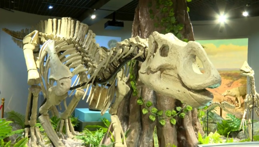 Останки динозавра нашли в Кызылординской области