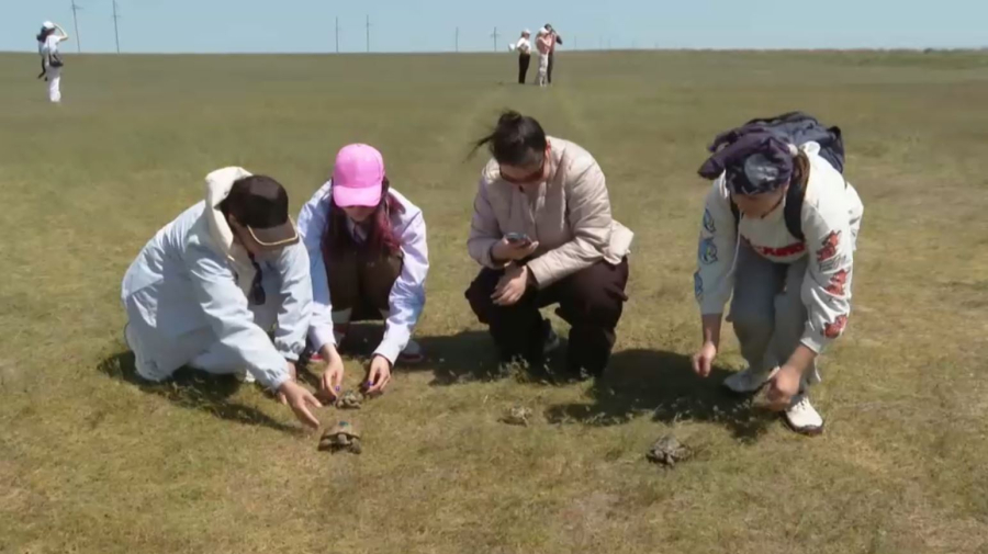 Среднеазиатских черепах выпустили на волю в Алматинской области