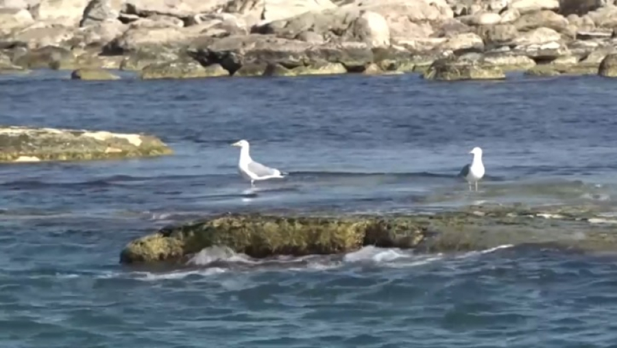 Всемирный банк профинансирует спасение Каспия