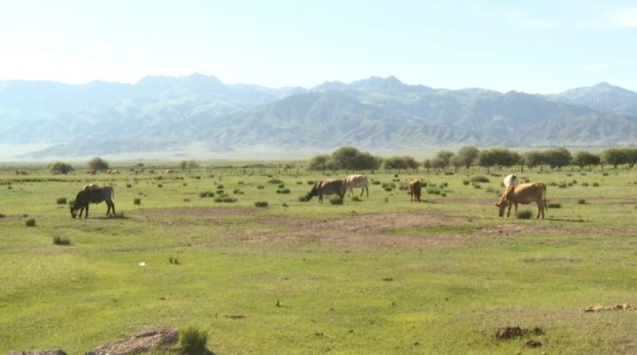 367 тысяч гектаров земли в Алматинской области вернули государству за три года