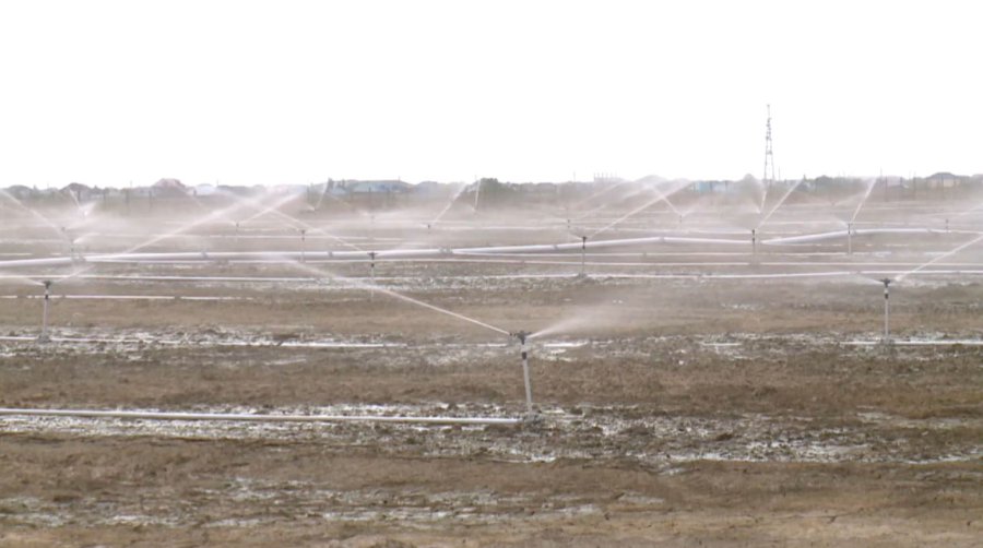 Инвестиции в сельское хозяйство привлекают в Кызылординской области