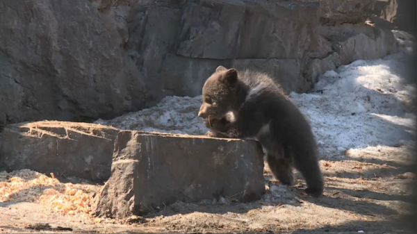 Өскеменде үш қонжық дүниеге келді