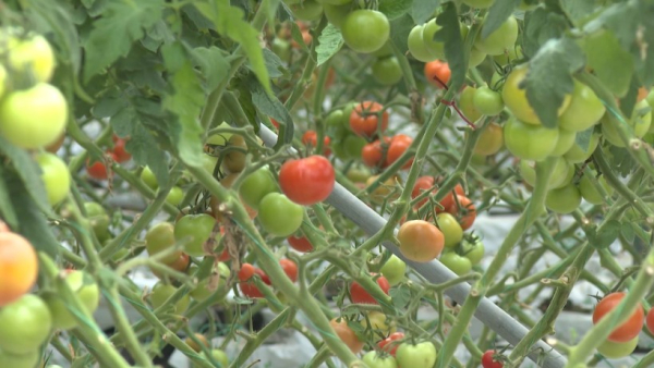 Уникальный производственный комплекс создали в Туркестанской области