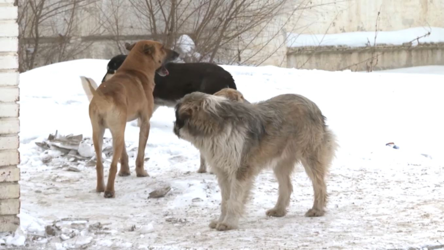 Ақмола облысында қаңғыбас ит қаптады