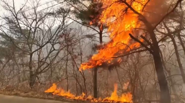 Лесные пожары в Южной Корее: огнём охвачено шесть тысяч га леса
