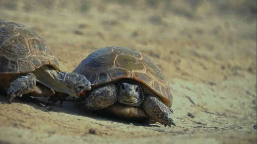 Фильм о черепахе Устюрта представили в Лондоне