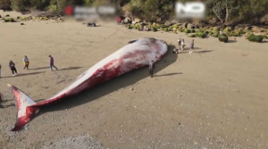 Крупного синего кита выбросило на берег на юге Чили