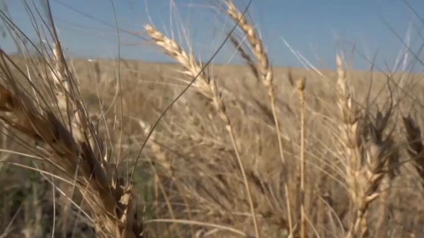 СҚО-да ₸32 млн-ның бидайын ұрлаған күдіктілер анықталды