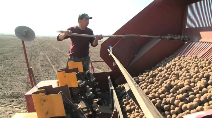 Елде пияз бен картоп өндірісі артты