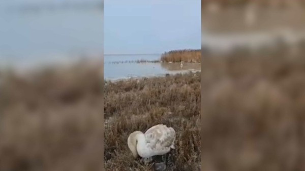 Аққудан кешірім өтінген мұғалім видео жариялады