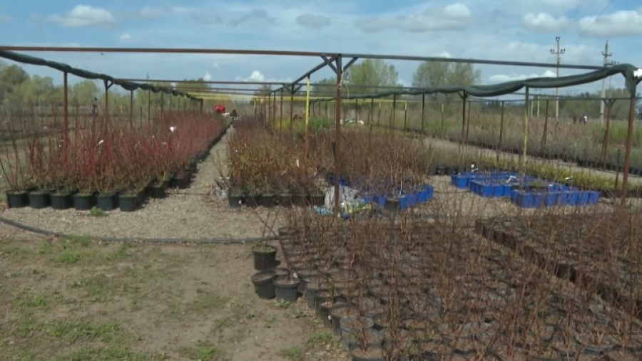 Пришкольные территории озеленяют в Актюбинской области