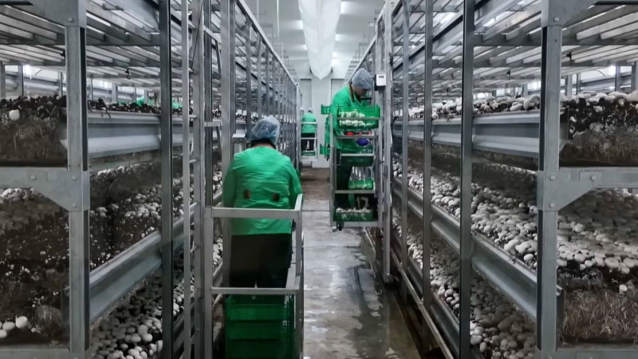 Петропавлда саңырауқұлақ өндірісі артты