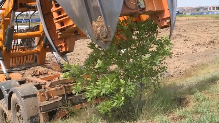 56 тысяч деревьев и кустарников высадили в Актюбинской области