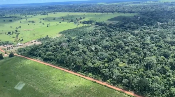 Бразилия билігі заңсыз ағаш кесушілермен күресті күшейтті