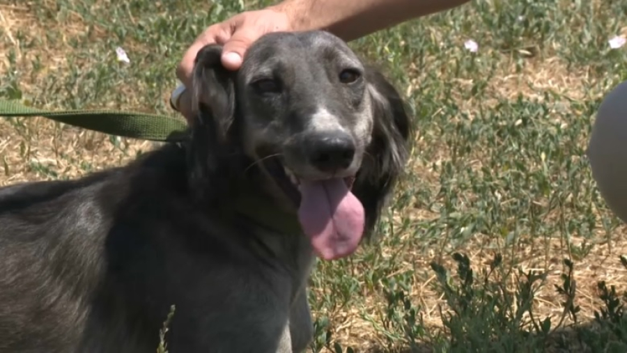 Центр для разведения собак породы тазы строят в Жетысу