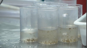 Зараженные комары помогли ученым в борьбе с лихорадкой денге