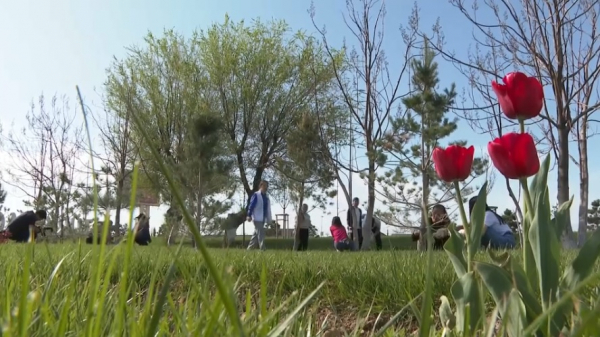 Миллион саженцев планируют посадить в Туркестане