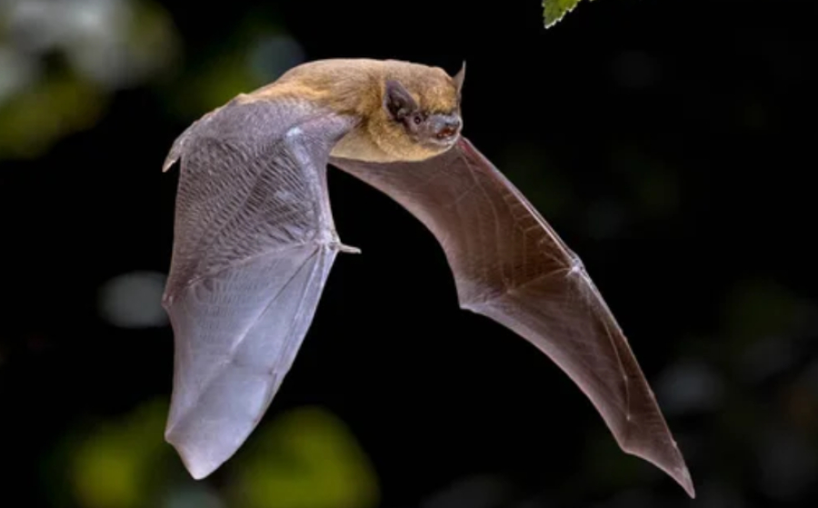 Спасатели освободили квартиру женщины от летучей мыши