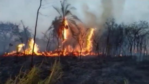 Пожары продолжают уничтожать лесные массивы в Боливии
