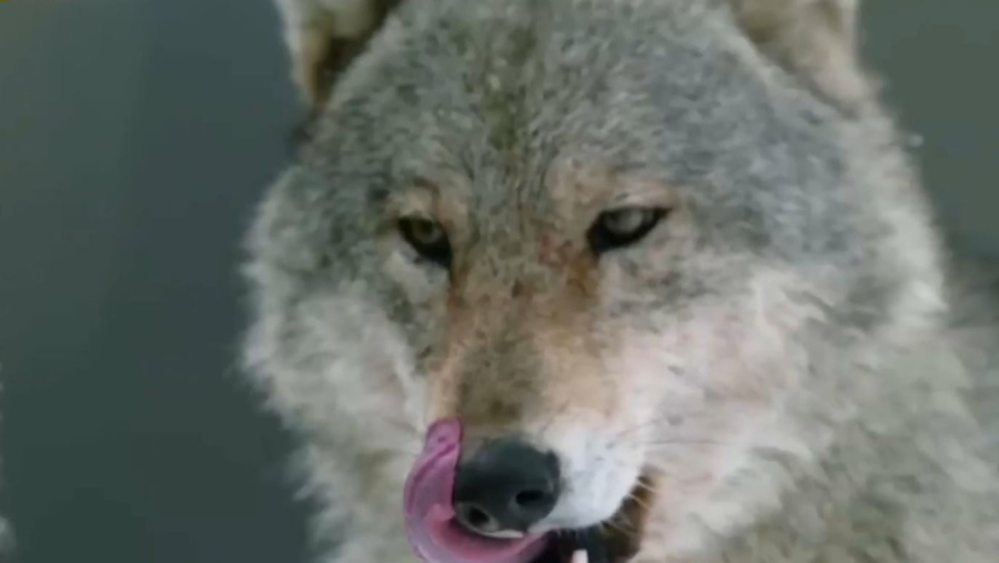 Шығыста қасқыр маза бермей тұр