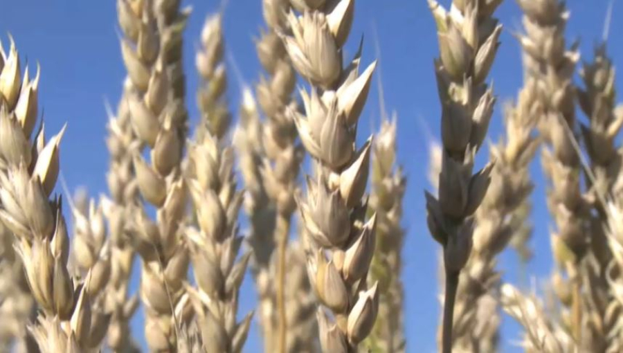 Егіннің жартысы жиналды