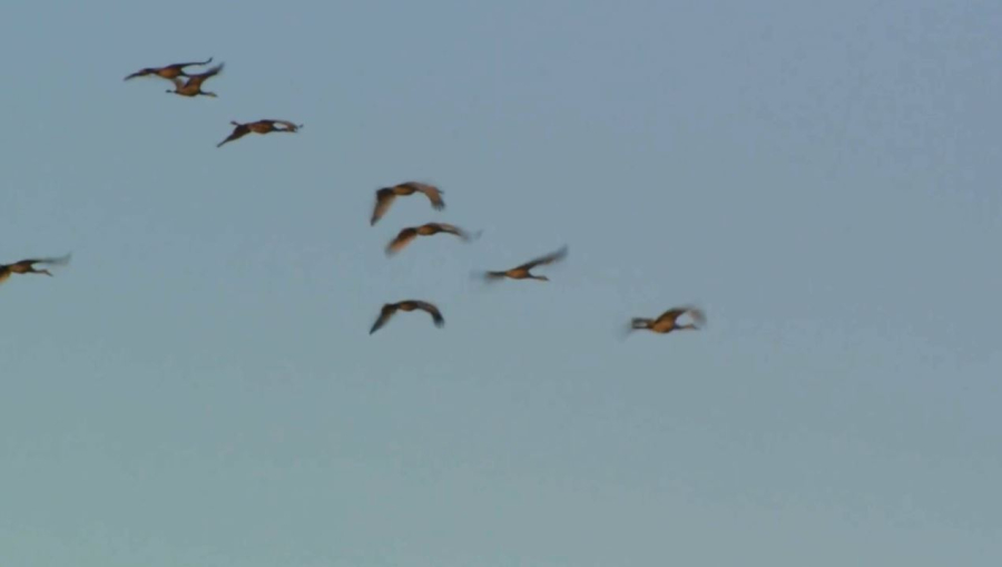 Құстар қайтып барады