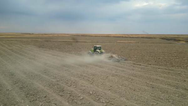 25 новых сортов риса испытывают в Кызылординской области