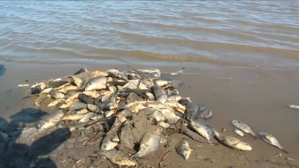 Қостанай облысындағы Татыр көлінде балық жаппай қырылып жатыр