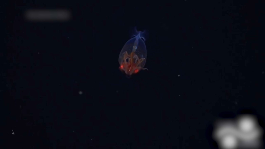 Британиялық ғалымдар алып кальмарды суретке түсірді