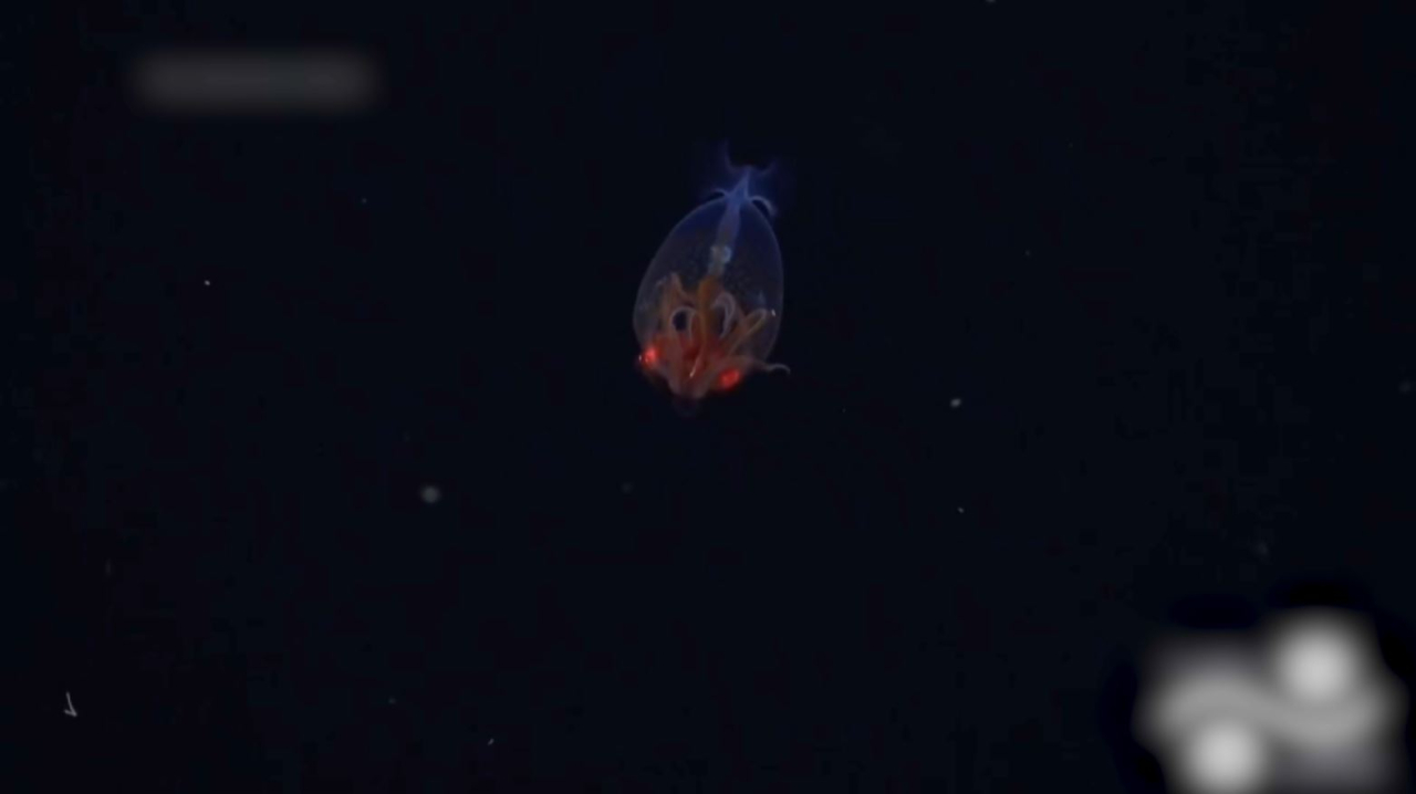 Британиялық ғалымдар алып кальмарды суретке түсірді