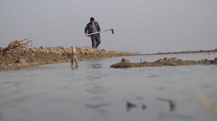 Түркістан облысында күріш алқабының көлемі азайды