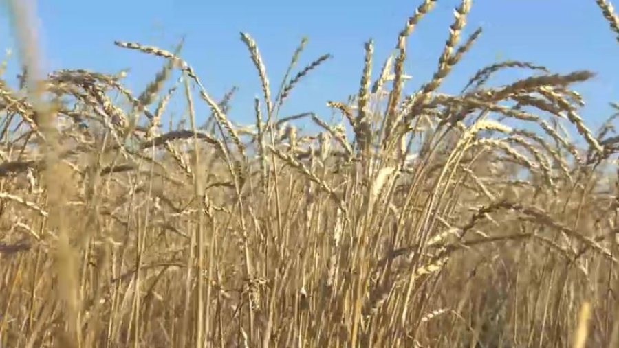 Уборка озимой пшеницы началась в СКО