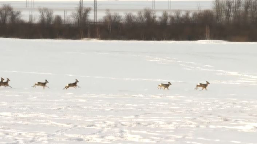 Браконьеры осуждены за незаконную охоту в Акмолинской области