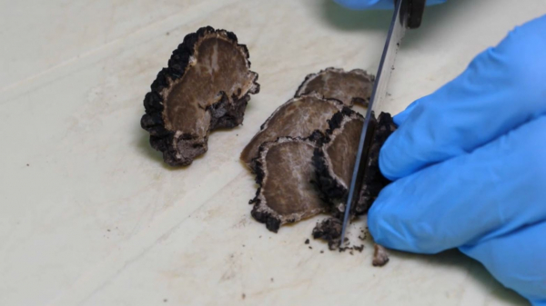 Сібірде қара жерқұлақ өсіру қолға алынды