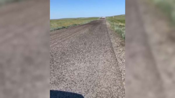 Стадо саранчи сняли на видео в Костанайской области