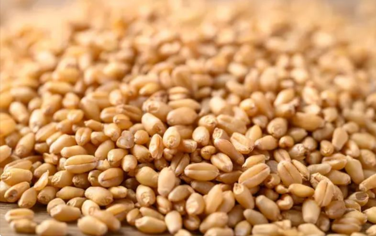 Казахстанская пшеница экспортирована во Вьетнам