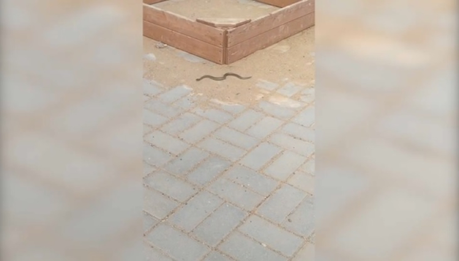 Змеи заползают на детские площадки в новом микрорайоне Актобе