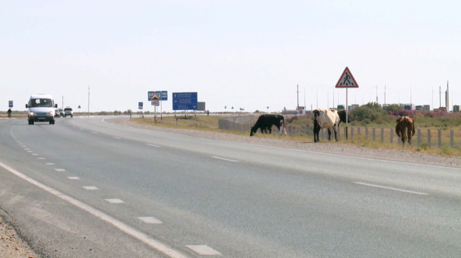 Владельцев бродячего скота наказывают в Кызылординской области