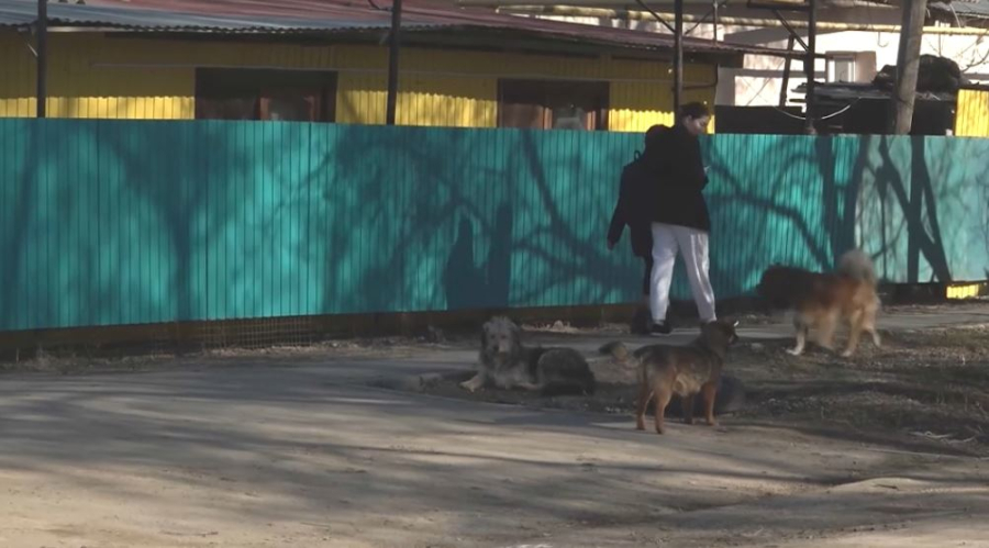 Аружан Саин: Баланы ит таласа, ата-анасы жауапты