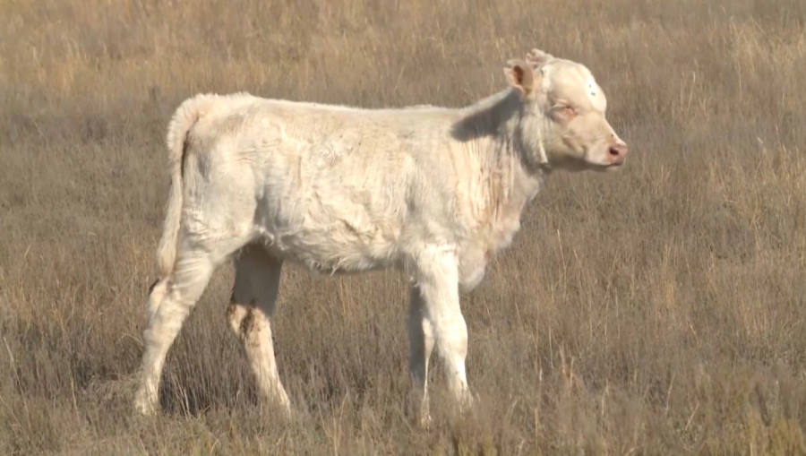 Елде ауыл шаруашылығы санағы басталды