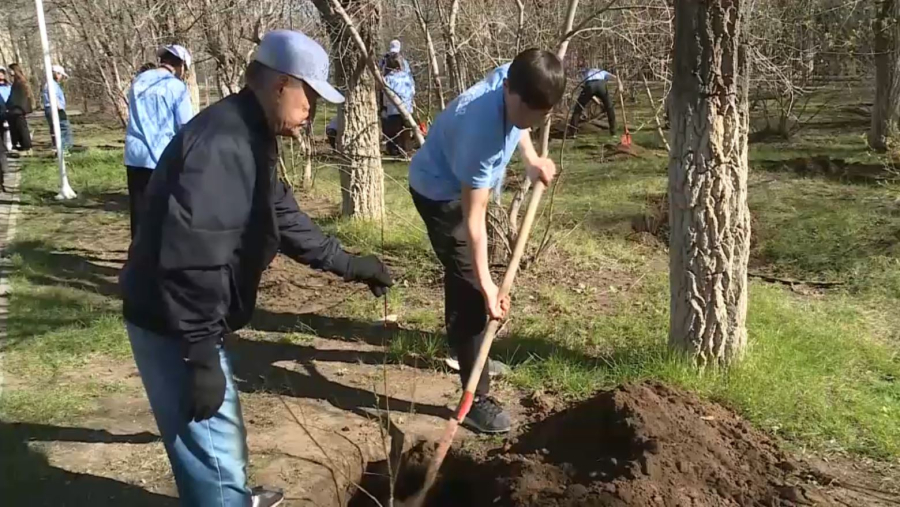 Ақтөбелік жастар жүз түп көшет екті