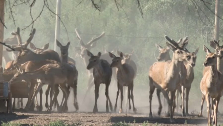Популяция бухарских оленей растет в Туркестанской области
