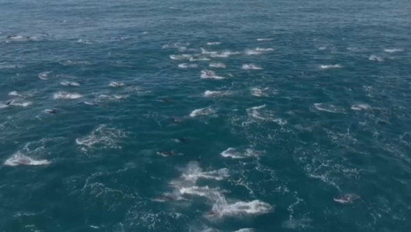 Суперстаю дельфинов заметили у побережья Калифорнии